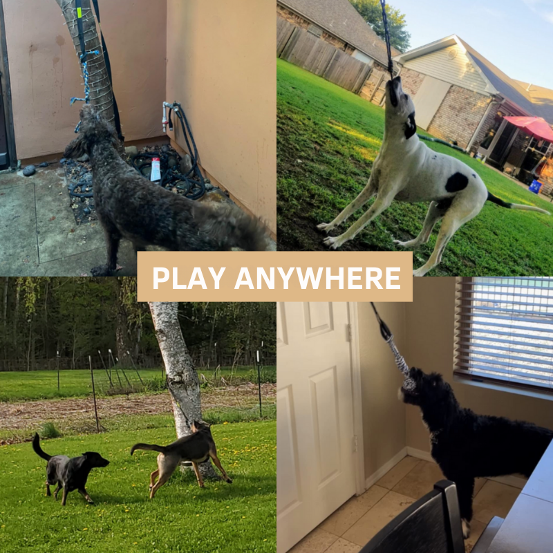 Interaktives Spielzeug für Hunde: garantierter Spaß! 